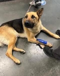 TomJumboGrumbo's tweet photo. Possibly hit by a car, Mat has injuries that may require amputation of his front right paw. He arrived in West Valley, Chatsworth CA just a few days ago and now has a deadline of 4pm tomorrow, Thursday May 30, before he loses his life. Despite the pain he must be experiencing, he's described as "a very nice dog" and is in need of an urgent foster and medical. Three years old and missing half of his tail and some digits on his front paw, we can't not help him. Please repost/share and pledge if you're able, email keitholbermanndogs@gmail.com if you can help him. Thank you!
#A2141454
https://t.co/uWwXZKxwj9