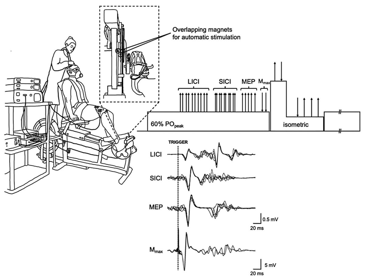 Jenny Zhang (@zhangjens) on Twitter photo Very thrilled to share our latest paper out now in <a href="/ExpBrainRes/">Experimental Brain Research</a>!! We measured reliability of MEPs, SICI, and LICI during locomotor exercise (single-leg cycling) 🧠🚴
Thank you <a href="/SAboodarda/">Saied Jalal Aboodarda</a> and team!!
link.springer.com/article/10.100… Very thrilled to share our latest paper out now in <a href="/ExpBrainRes/">Experimental Brain Research</a>!! We measured reliability of MEPs, SICI, and LICI during locomotor exercise (single-leg cycling) 🧠🚴
Thank you <a href="/SAboodarda/">Saied Jalal Aboodarda</a> and team!!
link.springer.com/article/10.100…