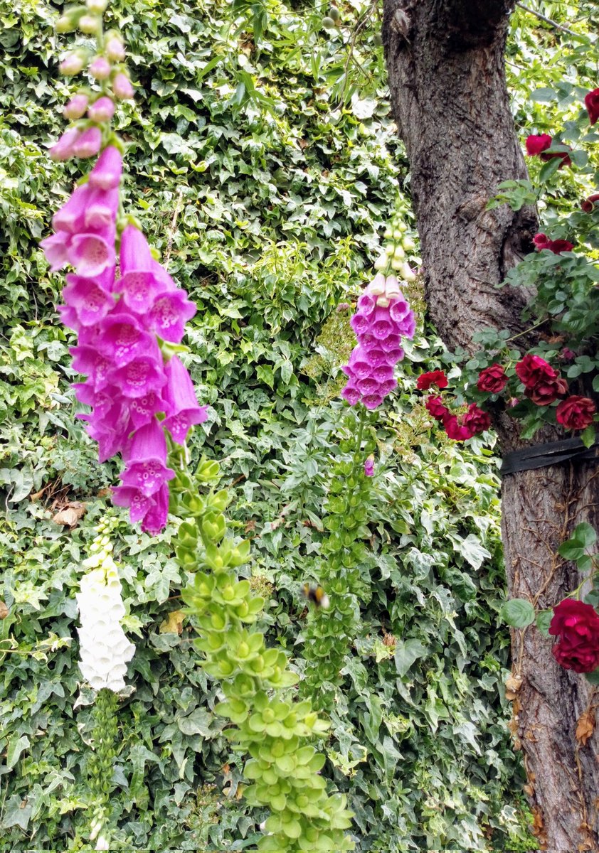 Dedaleras, maravillosas flores en forma de dedal #mayoflorido #1florcadadía #quenofaltenlasflores #JardínDeLosPoetas #Morella