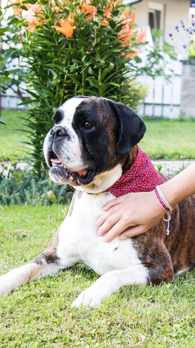 Upgrade your pup’s style with the Pettsie dog collar and bandana set! 🐶💖 Perfect for adding a touch of flair to every adventure. Is your dog ready to strut in style? 🐾✨

#pettsie #dogbandana #dogbandanas #dogcollars #dogcollar #dapperdog #dapperdogs