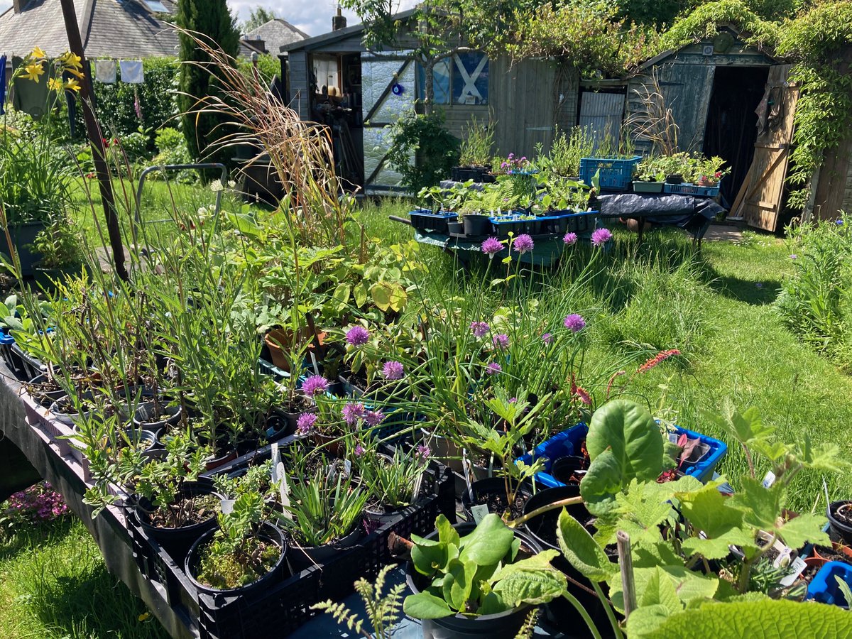 Come and say hello at Edinburgh CND's 'Plants For Peace' stall (N37) at Edinburgh's Meadows Festival on Saturday/Sunday 1st/2nd June. Here's a preview of the plants for sale: