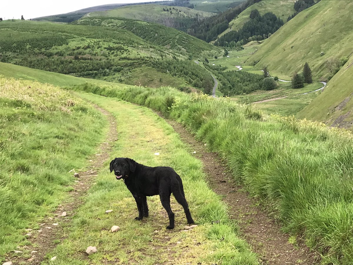 🎉Birthday Portrait🎉 Bobby is 14 years old. To celebrate her birthday we took her back to Northumberland for one of her former fav walks - from Alwinton, up Clennell Street (old drovers road) & back down the Alwin Valley #happypup 1️⃣4️⃣