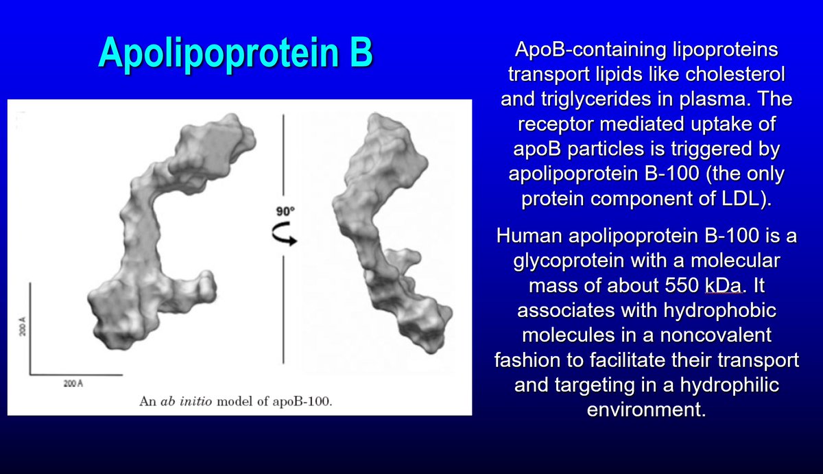 Pretty amazing collection of apoB insights put together by the one and only @theproof. For anyone who would enjoy more insight on apoB-containing lipoproteins - their origin, their metabolism, their role in transporting cholesterol, phospholipids and TG in plasma as well as how