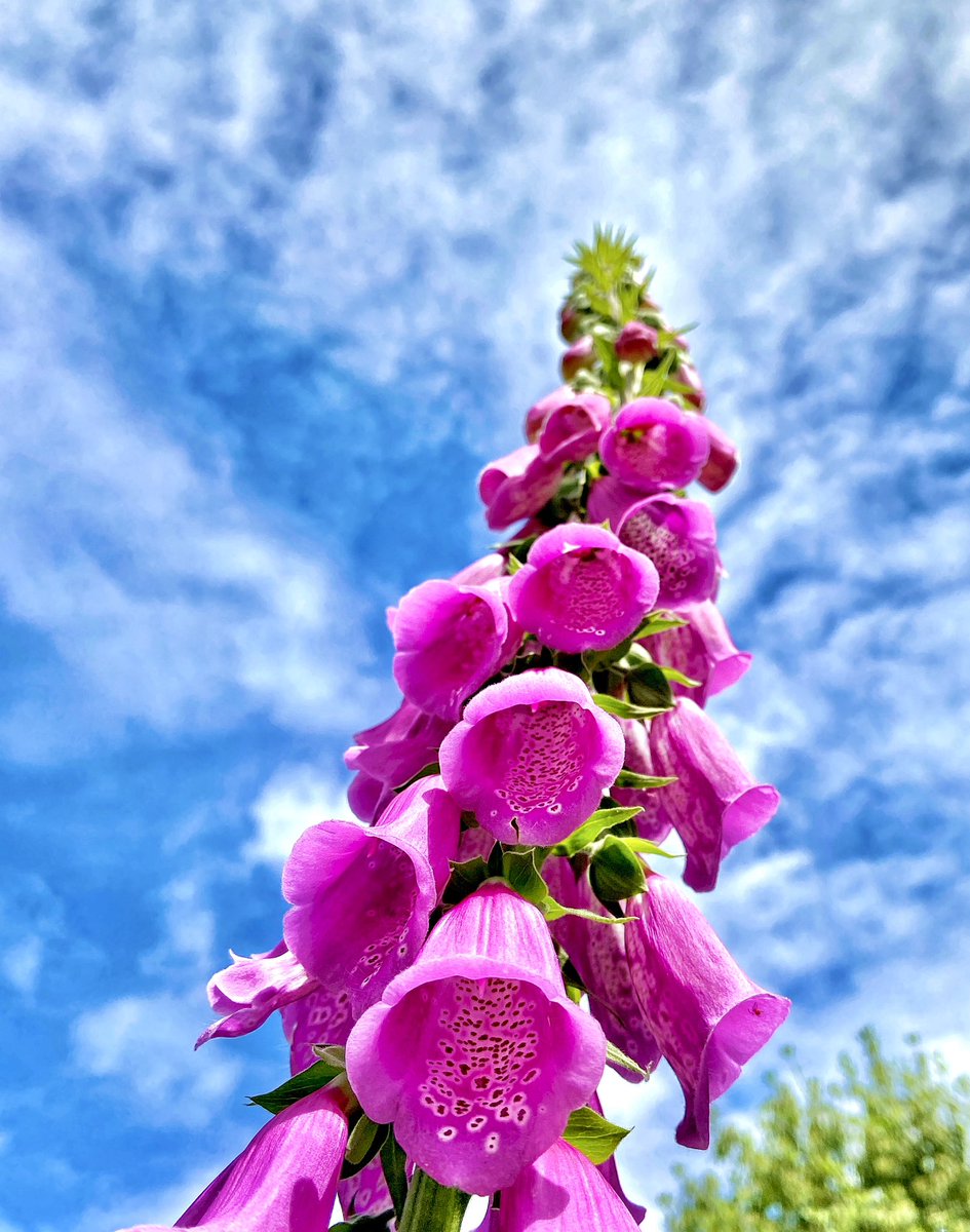 Reaching for the skies, a Foxglove in #Newbridge