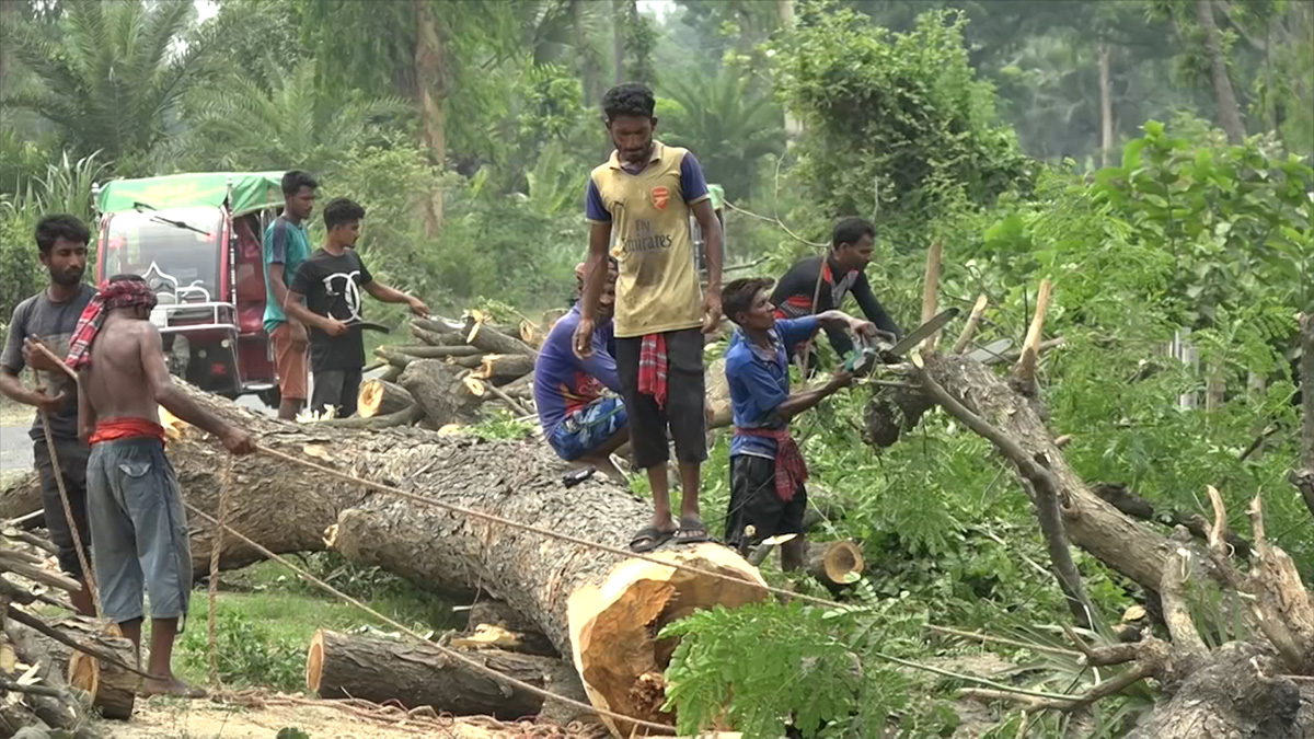 উন্নয়নের আঘাতে বিলীন হচ্ছে গাছ