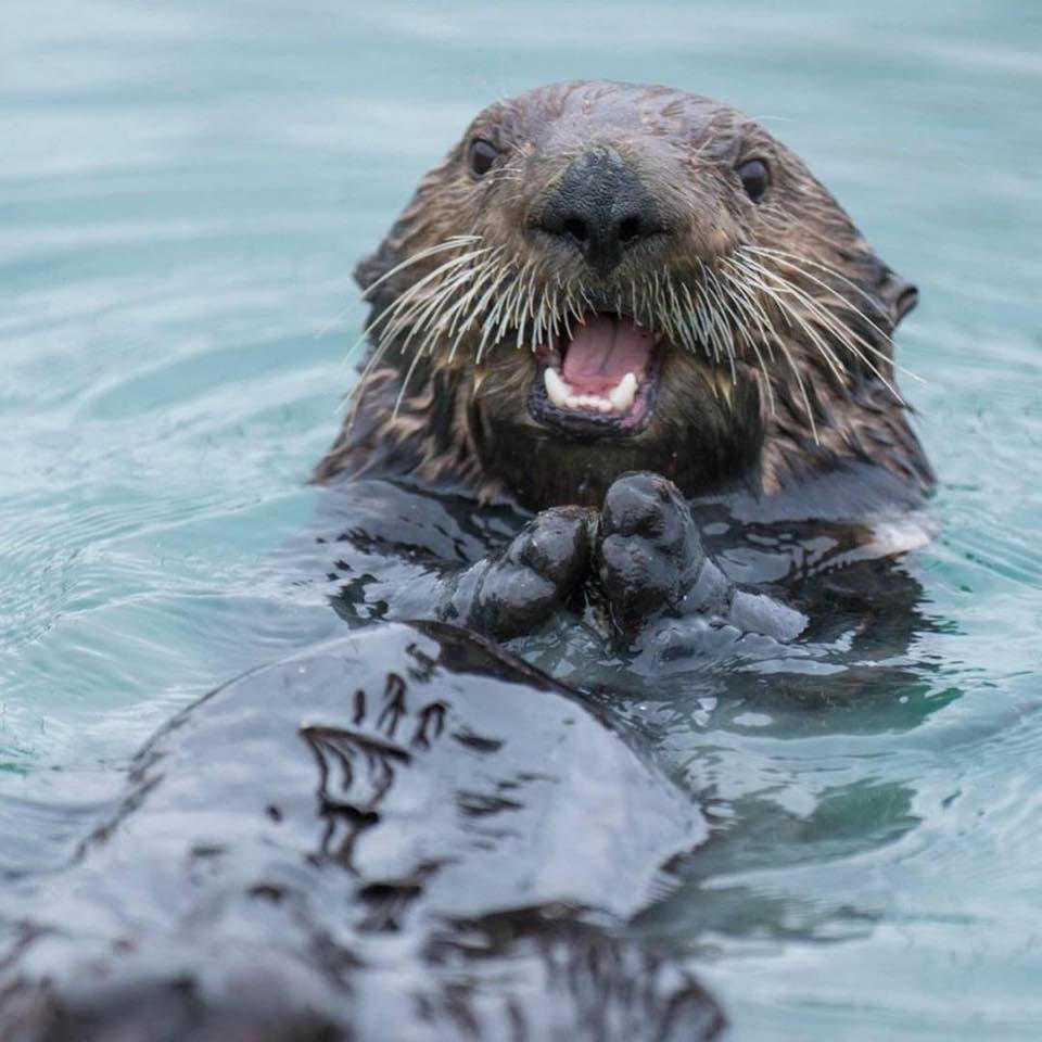 Friend: “I love your outfit!”
Me: Thanks! It has pockets!

Did you know sea otters have flaps of loose skin under each forearm that they use like a pocket? What are these pockets full of? (Hint: It’s not sunshine.) 

#WorldOtterDay
