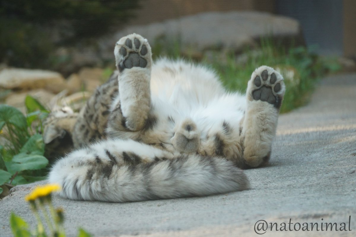 natoanimal's tweet photo. 🫣
（2024.5.4）
#円山動物園 #ユキヒョウ #フブキ #snowleopard https://t.co/aLjFR6uuHA