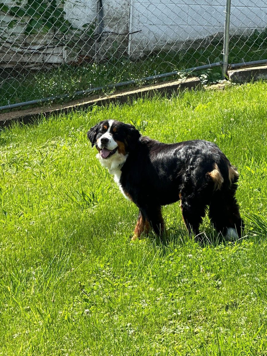 EMERGENCY SOS from the National Bernese Mountain Dog Rescue - ALL PITTSBURGH PA AREA PEEPS!!  PLEASE BE ON THE LOOKOUT FOR THIS sweet girl who has been missing since Monday night and unfortunately we were not contacted until Wednesday morning.
SHE HAS AN AIRTAG ON HER