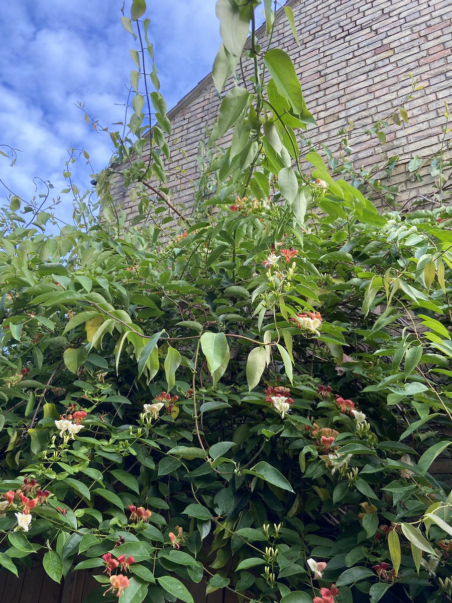 Lonicera calcarata in my garden…scented of lily of the valley