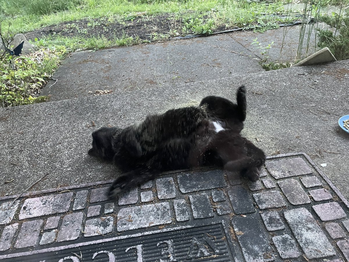 Today’s cat is a very happy stray covered in catnip #CatBreak #CatsOfTwitter #BlackCat #StrayCat