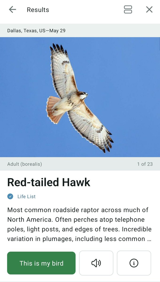SelfDestructIn5's tweet photo. @gordonkeith merlin app says its probably a red-tailed hawk https://t.co/PqJWstGvsv