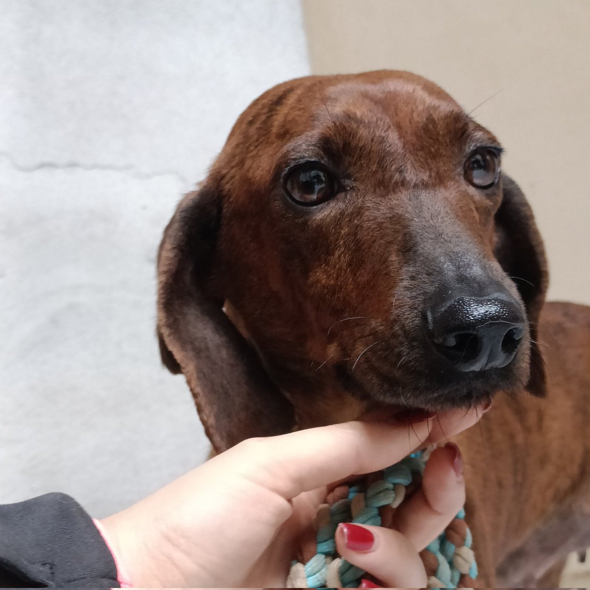 Betty, segugio maremmano di un anno.
Meravigliosa e dolce, un po' timida e fragile.
13 kg. Sterilizzata e vaccinata. Negativa alle malattie mediterranee.
Info 3277570476
#ilsoleesistepertutti #dogadoption
#savethedog