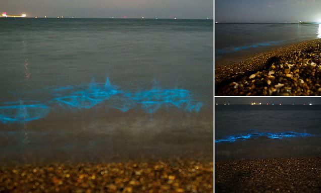 Stunning images captured the moment the sea lit up with vibrant bioluminescent plankton at Sheerness Beach in Kent recently. Called the 'Northern Lights of the ocean', it’s caused by small creatures in the sea that emit light when disturbed by motion & a quite rare event.😯
