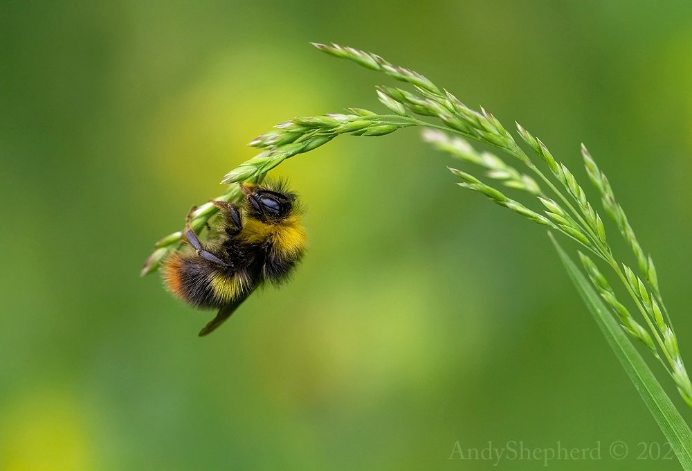 A sleepy Early Bumblebee from this morning's walk.

#Bumblebees 
#Bees