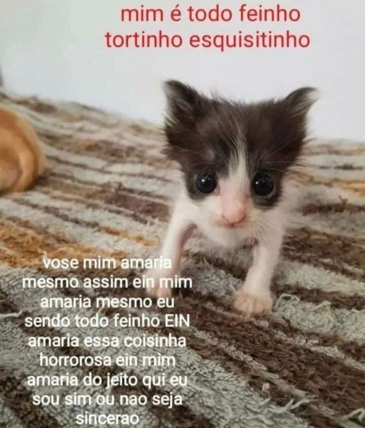 perfil dedicado a gatinhos e peitos tweet media