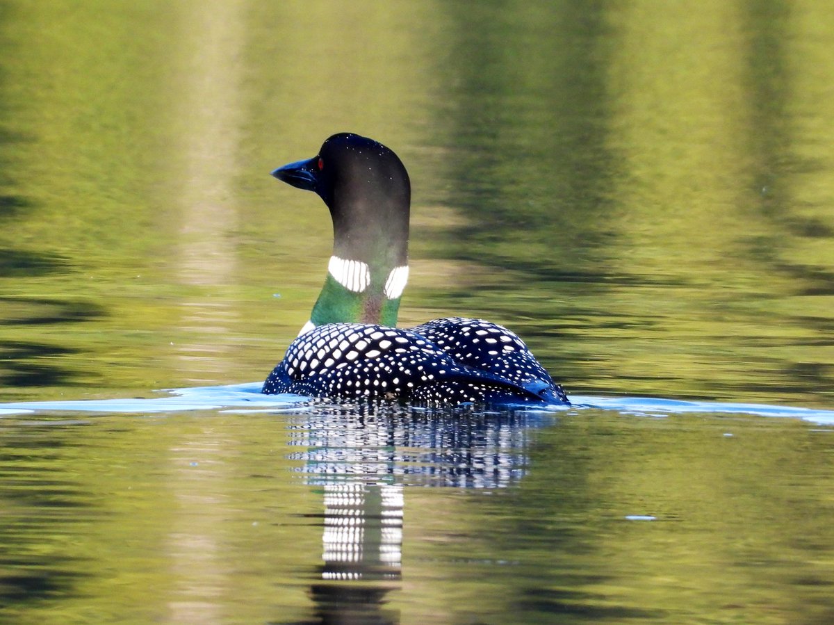 Have a great day everyone - #wildlifewednesday - a loon on lightning lake recently - that band around his neck changes colour in the light - sometimes green - sometimes blue - sometimes purple - so beautiful! 💚 #birds #nature #wildlife My links - bio.link/pacificnorthwe…
