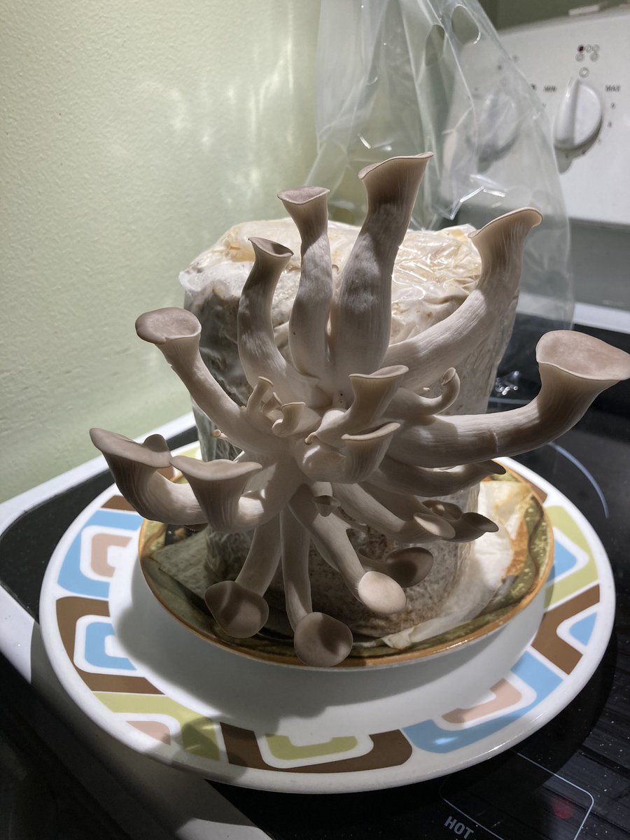 48 hours after first sprouting, look at this beast!