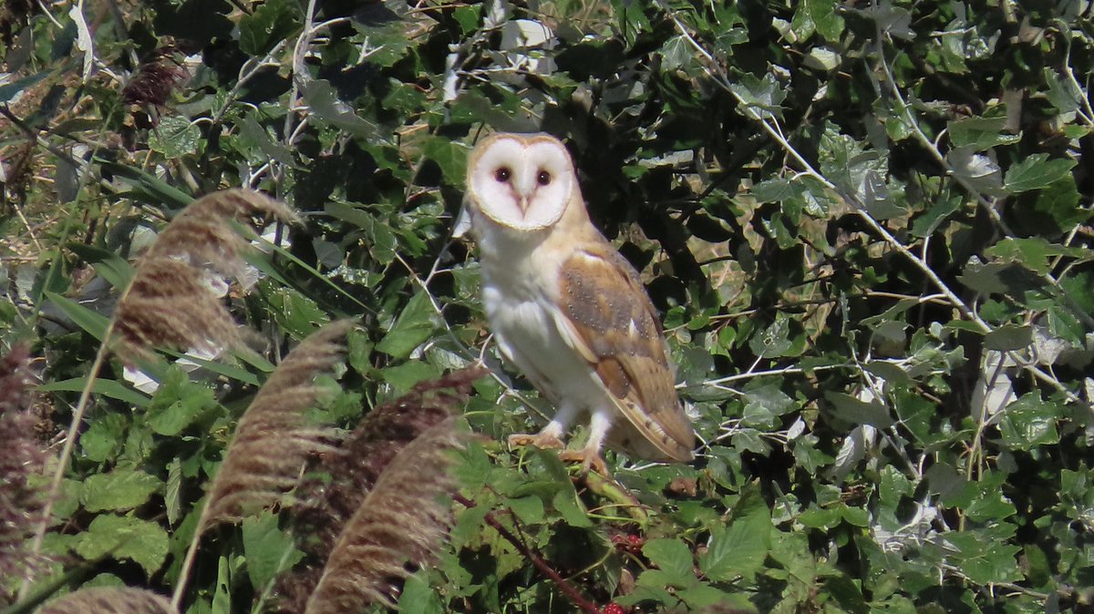 Erith Marshes - Save Crossness Nature Reserve! tweet media