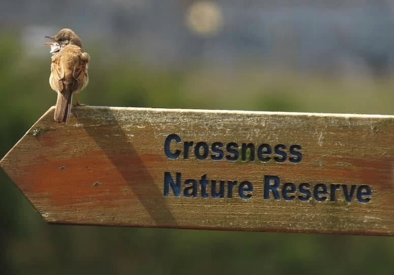 Erith Marshes - Save Crossness Nature Reserve! tweet media