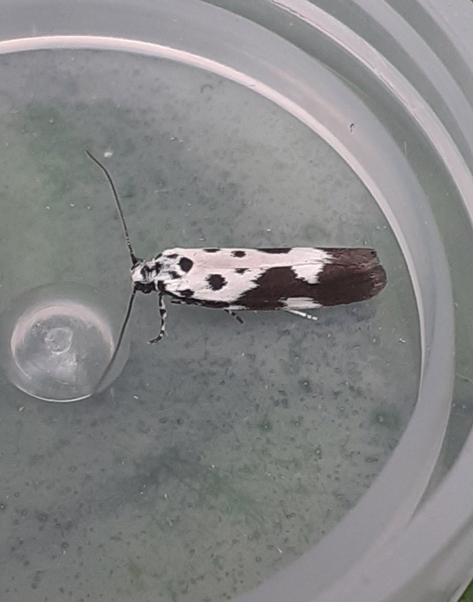 Ethmia quadrillella netted in the garden just now. Annual here in good numbers.