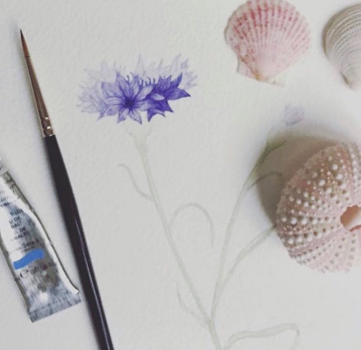 A watercolour cornflower and some shells to cheer up a damp Wednesday.