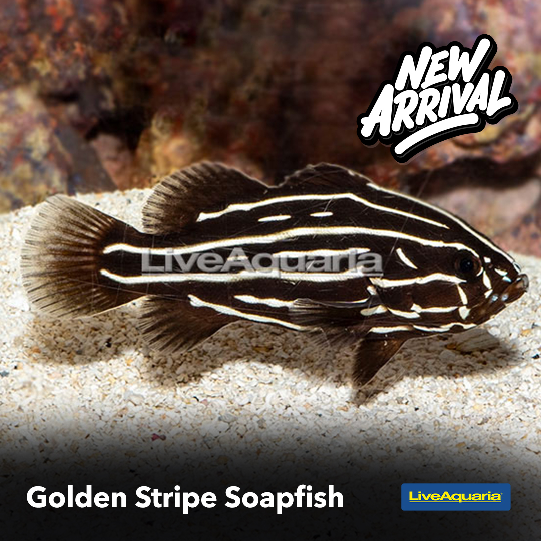 The Golden Stripe Soapfish is an aggressive carnivore that requires an expert handler. It tends to see tankmates as food and has a poisonous mucus coat that’s activated when it’s stressed : bit.ly/3yFB8aX

#soapfish #fish #liveaquaria