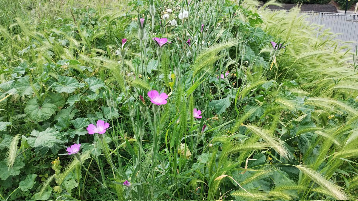 Corn Cockle #wildflowers #lovebellgreen #bellgreen #se26 #sydenham