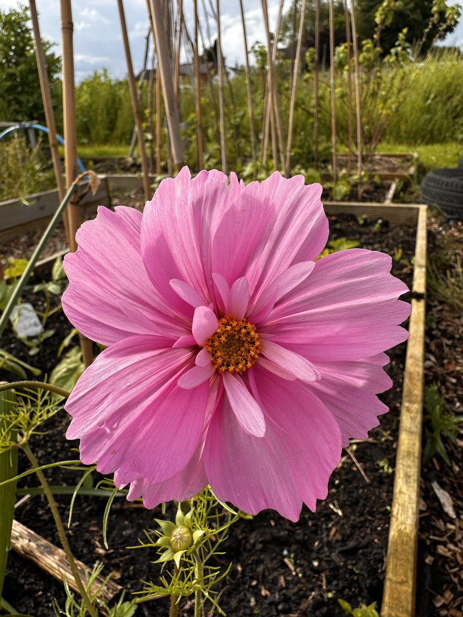 Tell me you don’t love this glorious Cosmos ? 
#CosmosChallenge2024 
#gardeningtwitter 
#Allotment 
#Flowers