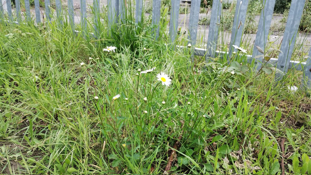 Corn Chamomile #wildflowers #lovebellgreen #bellgreen #se26 #sydenham