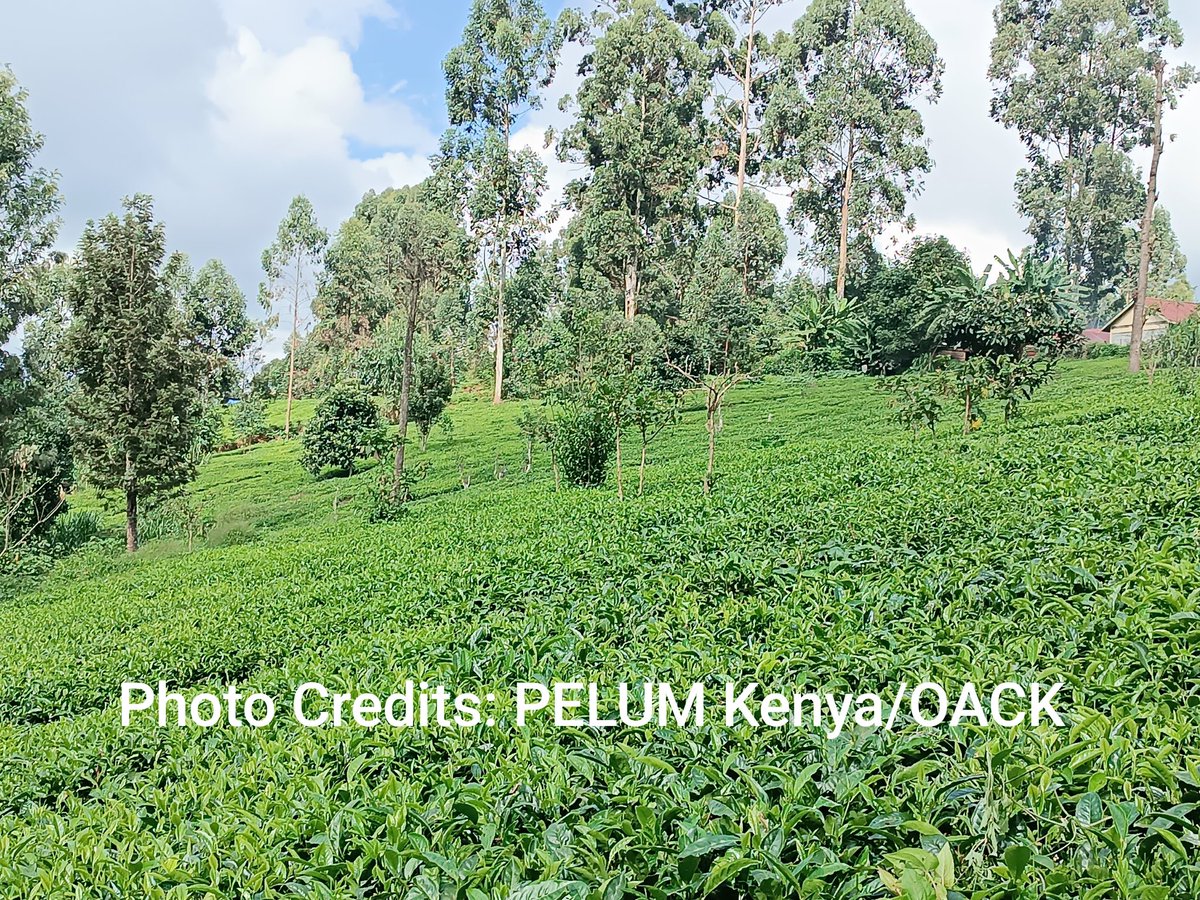 🌿🚿 Exploring the synergy between on-farm diversification and watershed management! The project has been featured by @AgroecologyGoal👇🏽 agroecology-coalition.org/promoting-on-f… For partnership inquiry, reach out to info@pelumkenya.net Together, we can cultivate change! #Agroecology