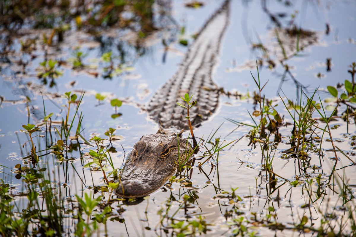 Happy #NationalAlligatorDay from #LouisianasPlayground!🐊

The Creole Nature Trail All-American Road winds through marshlands, where warm sunny days (like today!) are perfect for seeing these giants in their natural habitat. Learn more: bit.ly/3VjuUGm