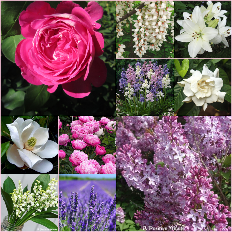 I adore all flowers, but the scented one have a special place in my heart... Rose, lilac, peonies, lavender and lily of the valley are at the top of my list. What are yours?
#flowers🩷💜🤍