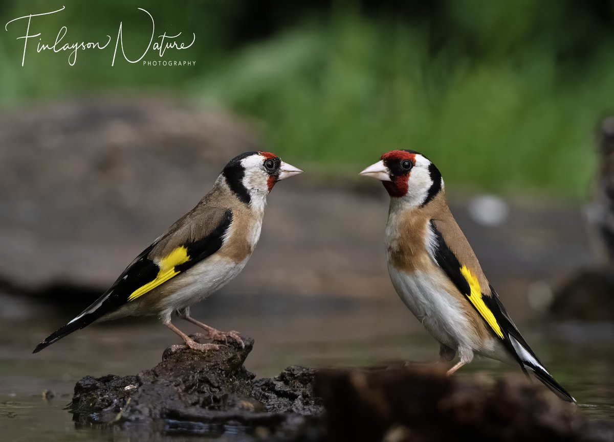 My dad taught me how to separate male and female goldfinches when I was little. Male (right), the red extends behind the eye. Female (left), it cuts down the middle of the eye. An early lesson in ornithology that I never forgot! Great photo by @GibGerry. @FinlaysonGib