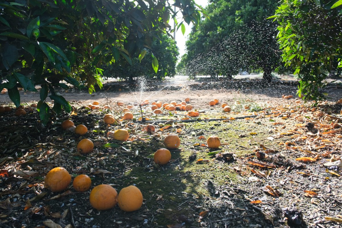 After Wealthier and Whiter Communities Balked, a Tiny Farmworker Community is Eyed for California Hydrogen Experiment   @aaron_con_choco @capitalandmain - capitalandmain.com/a-tiny-farmwor…