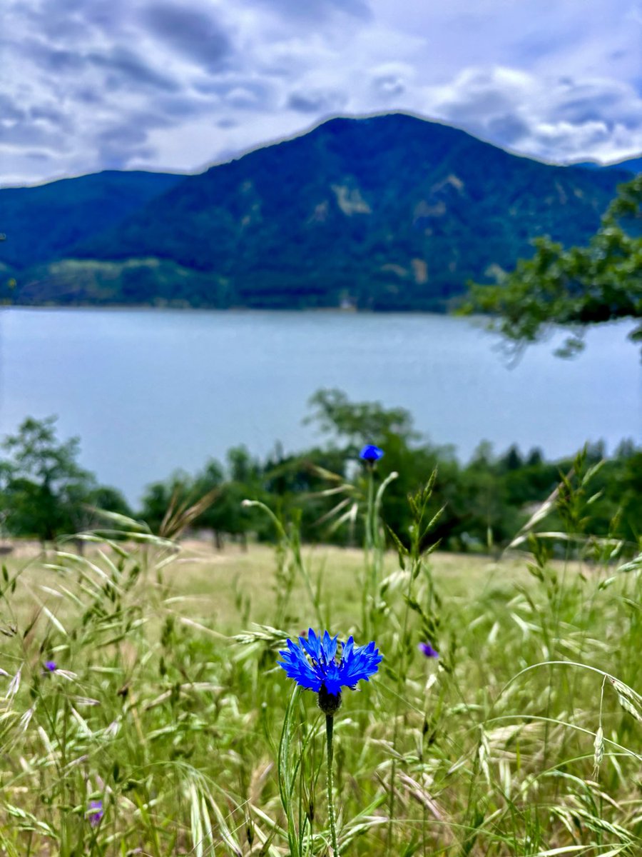 May is one of my favorites times to hike the Columbia River Gorge because of the wildflowers