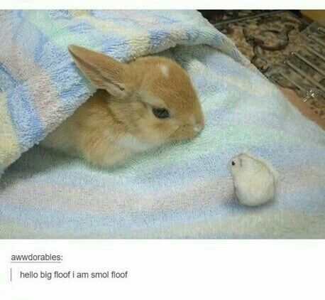 RabbitEveryHour's tweet photo. https://t.co/0WelXLSyx9