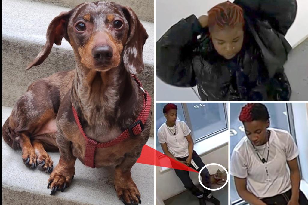 Dognappers steal dachshund named ‘Milkshake’ during birthday party in Bronx trib.al/66KLYos