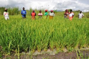 🌾 Encouraging news from Tanzania! Farmers are adopting the System of Rice Intensification (#SRI) and seeing impressive results. One farmer increased her yield from 22 to 38 bags of rice per acre! Learn more: sri-2030.org farmersreviewafrica.com/unique-techniq…