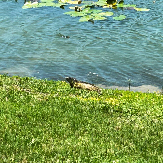 Bad news for the ecosystem of Central Florida. I keep seeing these guys. They are invasive and they used<a href="/tag/bridgertons3"class="tags"><span>#bridgertons3</span></a>