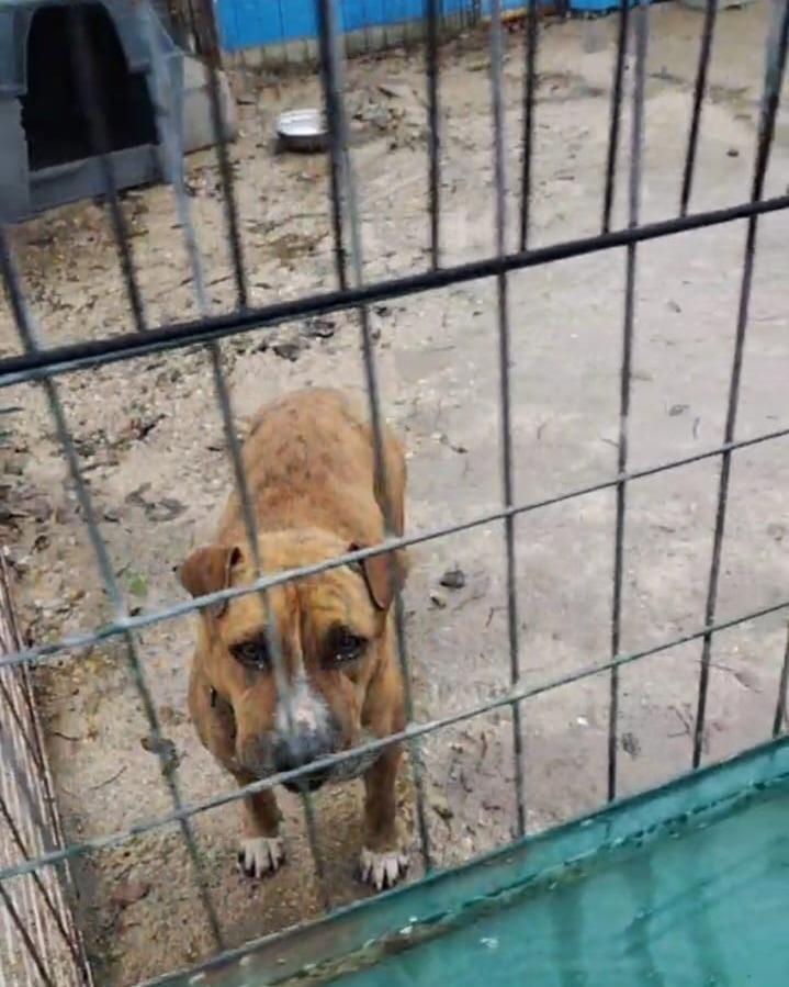 SilviaMylo's tweet photo. Martín tiene solo 3 años y es muy bueno con otros perros y con humanos, pero lo poco que tenía en su vida está en juego : una mujer los tenía a él y a otros como él que nadie quería en la parcela de un señor, éste ha puesto un candado y ha dicho que se lleve a sus perros que se jubila 😢💔
No tienen nada ni para pagar la residencia de tantos perros que nadie quiere 💔
Martín es una pena que se vea así, un perro maravilloso que jamás hizo daño a nadie 😢 💔
Sevilla
606 66 07 89
