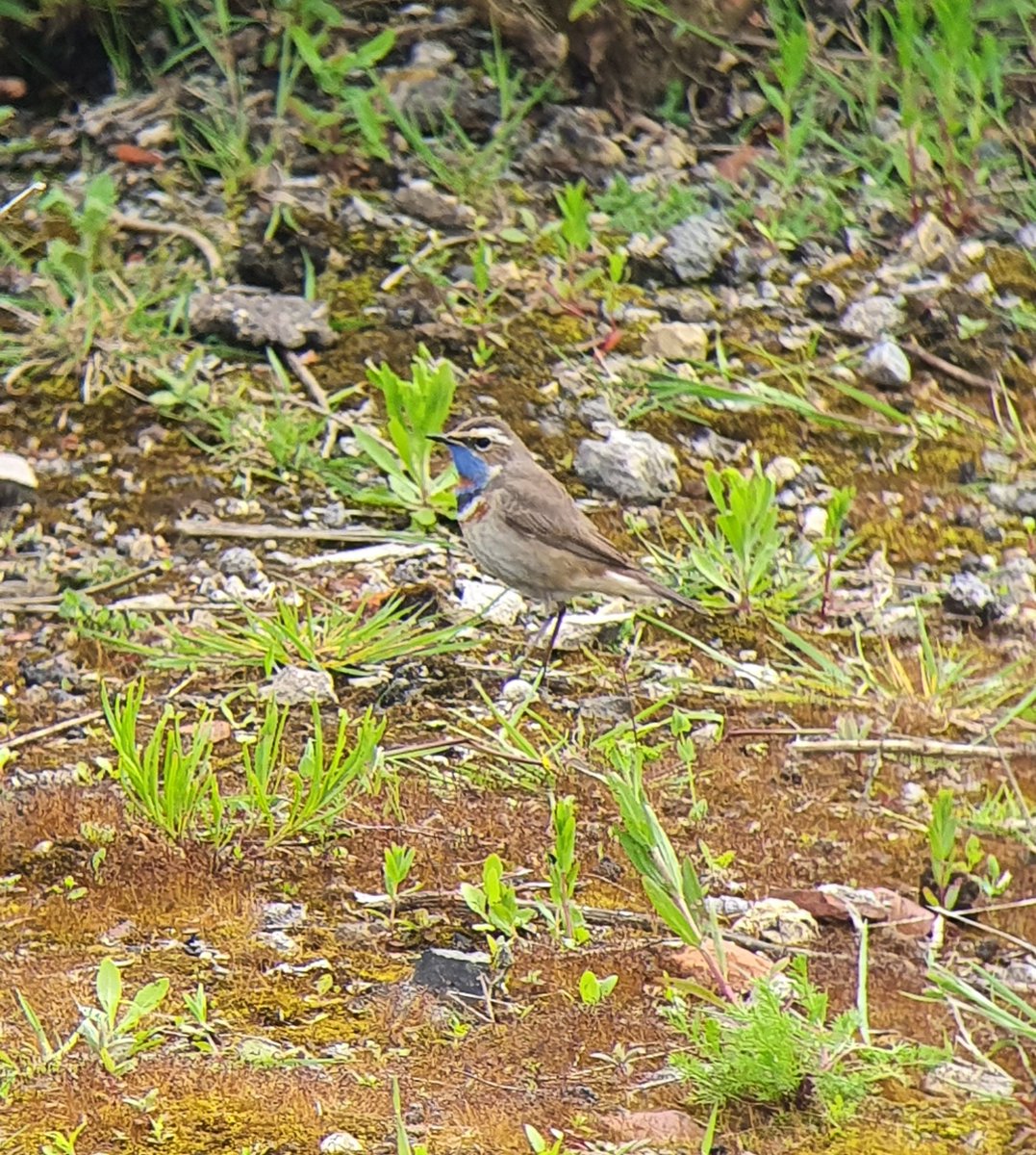 Dan Rouse (@danerouse) on Twitter photo Red-spot Bluethroat still showing ridiculously well at old printworks, Durham <a href="/BirdGuides/">BirdGuides</a> Red-spot Bluethroat still showing ridiculously well at old printworks, Durham <a href="/BirdGuides/">BirdGuides</a>