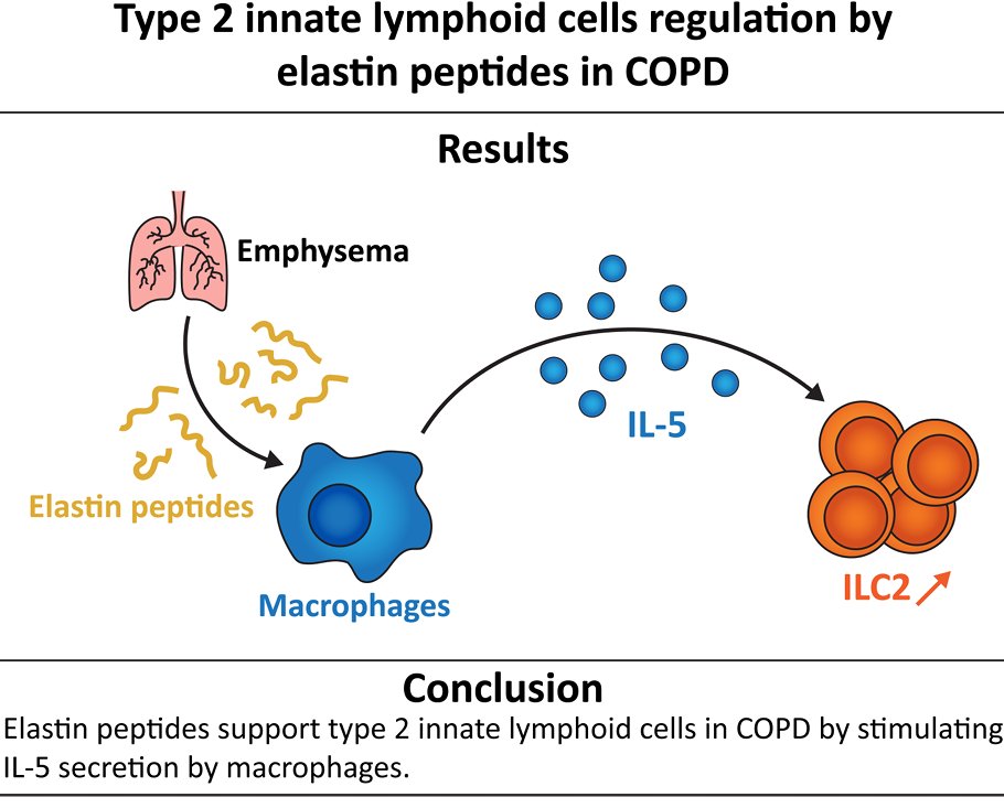 AJPLung's tweet photo. Today's #ArticleinPress comes from our Targeting Airway Immunity in #Lung #Diease collection! Elastin-derived peptides favor type 2 innate lymphoid cells in #COPD (Sarah Lahire et al. @universitereims ):
https://t.co/4Y56id4p7U https://t.co/gypnoVkCO4