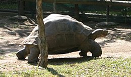 Harriet, une tortue des Galapagos née en 1830 est décédée en 2006.

Son premier propriétaire est décédé en 1882.

C'était Charles Darwin.