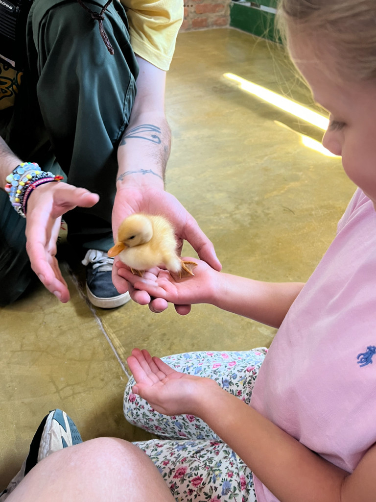 A throwback to earlier this month when our Pre-Prep pupils got to visit a farm and learn more about a lot of different animals! 🐄📷