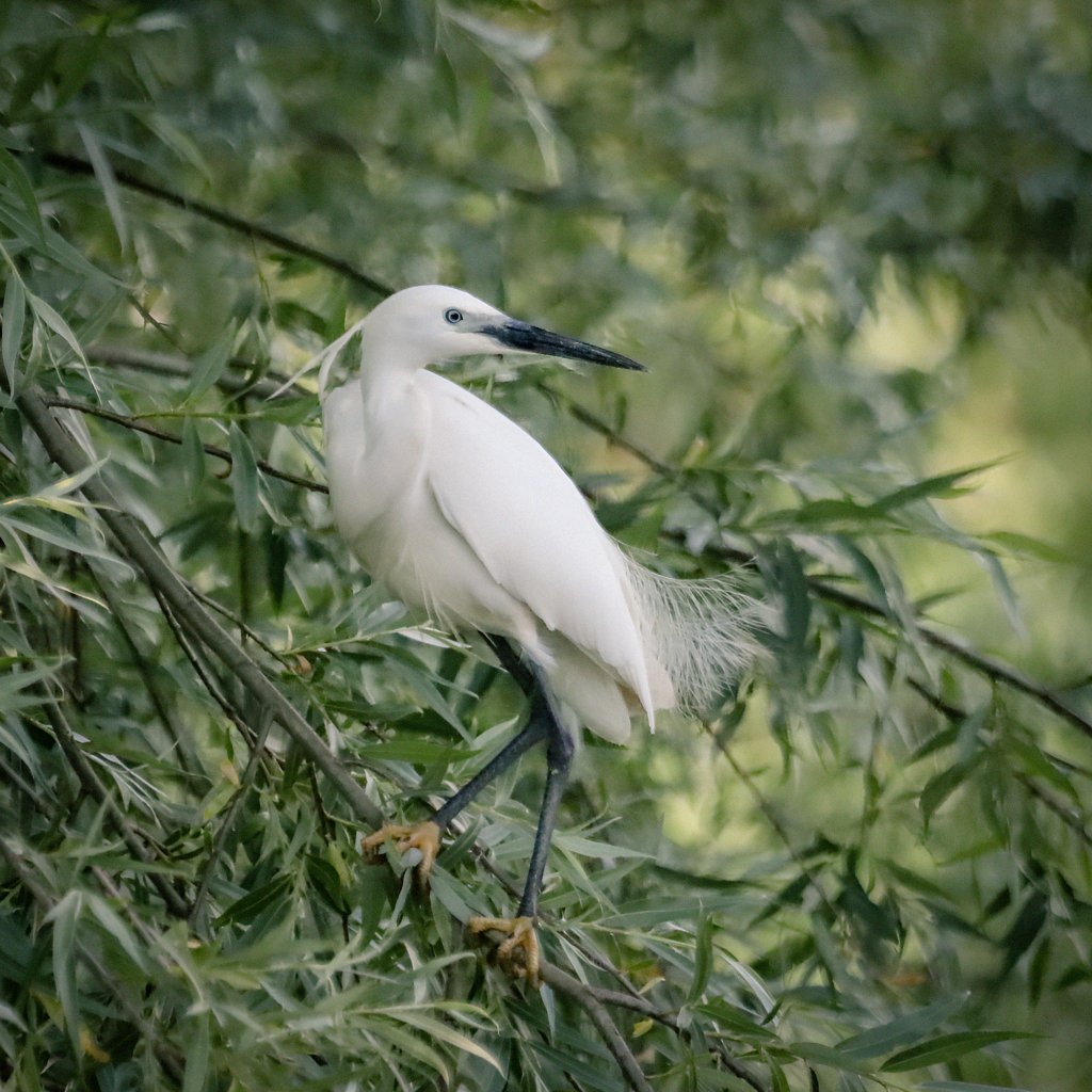 Little egret. Magor Marsh, Gwent @GwentWildlife #wildlifephotography #birdphotography #birdwatching #GwentBirds #TwitterNatureCommunity #NaturePhotography #Nature #Birds