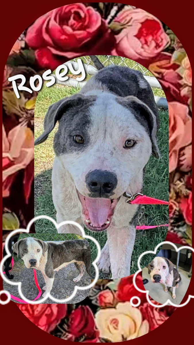 ⏰️🆘️🚨 ROSEY #A367793 3yo 53 lbs APBT pretty gal who is a People Pooch🥰 She is slightly dominant with other pups, and so they KILL her 6/3😫🖤 She is ADOPTABLE and FOSTERABLE at CORPUS CHRISTI AC 📧 ccacsrescues@cctexas.com 📞 361-826-4630