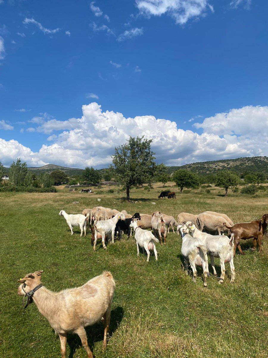 Her sene olduğu gibi bu sene de, Bergama’nın Çamavlu köyünde iki gün sürecek olan geleneksel meraya hayvan salımındayız. Bugün 10 bini küçükbaş olmak üzere toplam 15 bin hayvan Çamavlu Köyü’nden 23 bin dekarlık Çamavlu Merası’na yola çıkıyor, önümüzdeki altı ayı merada