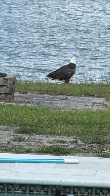 Liberty shall not be denied!  (We named her Liberty)  #Nature  #Florida https://t.co/C3mLoKkKZx<a href="/tag/nature"class="tags"><span>#nature</span></a><a href="/tag/florida"class="tags"><span>#florida</span></a>