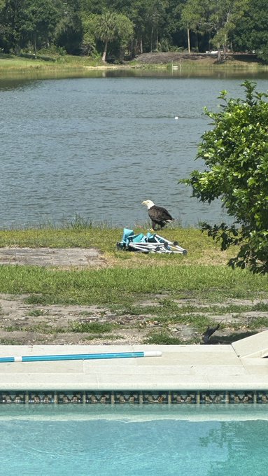 Liberty shall not be denied!  (We named her Liberty)  #Nature  #Florida https://t.co/C3mLoKkKZx<a href="/tag/nature"class="tags"><span>#nature</span></a><a href="/tag/florida"class="tags"><span>#florida</span></a>