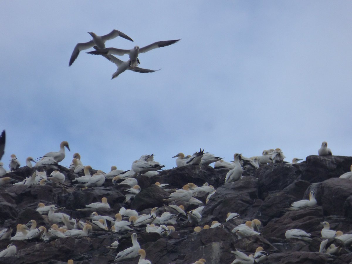 After a largely sunny day, the heavens opened for my boat trip to Bass Rock… still lovely to see so many Gannets.